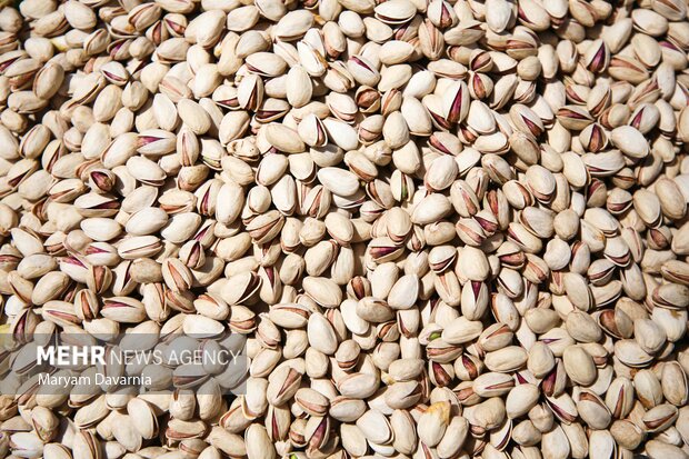 برداشت پسته از باغات خراسان شمالی