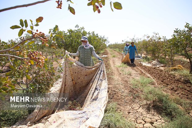<a class='tagColor' href='/Tags/Archive/پسته ورامین'>پسته ورامین</a> در چنگال برندهای دیگر شهرها؛ لزوم توقف خام فروشی