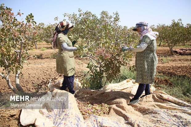 برداشت پسته از باغات خراسان شمالی