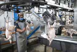 کشتارگاه طیور جدیدالتاسیس مریوان برای ۴۵ نفر ایجاد اشتغال کرده است