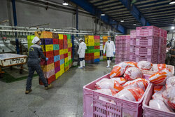 مرادخانی: نظارت بر تولید و عرضه مواد غذایی نباید مقطعی باشد