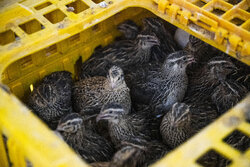 ۵۱۴ میلیارد ریال تسهیلات به مرغداری‌های استان سمنان پرداخت شد