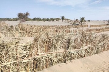 احداث بادشکن زنده ۸۰ کیلومتری در جاسک