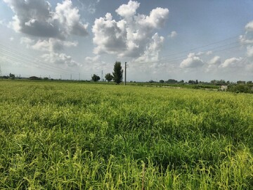 تیموری: تدوین راهبردهای اقلیمی در کشت برنج ضروری است