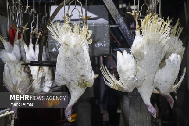 بازدید از کشتارگاه صنعتی طیور در زنجان