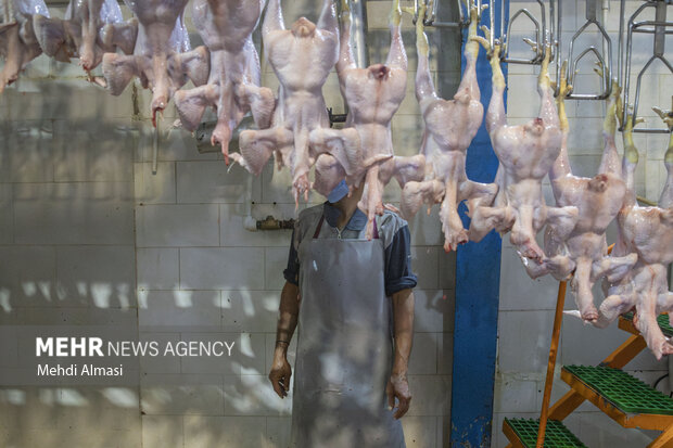 بازدید از کشتارگاه صنعتی طیور در زنجان