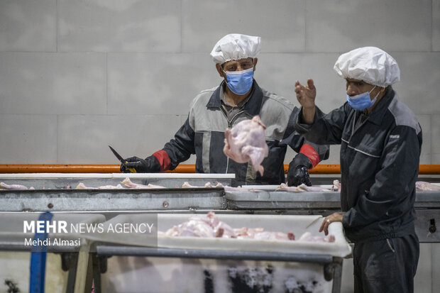 بازدید از کشتارگاه صنعتی طیور در زنجان