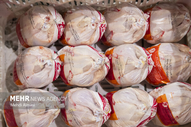 بررسی علل نابسامانی و افزایش بی سابقه قیمت مرغ در قم