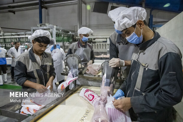 بازدید از کشتارگاه صنعتی طیور در زنجان