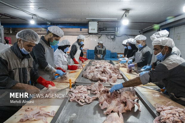 بازدید از کشتارگاه صنعتی طیور در زنجان