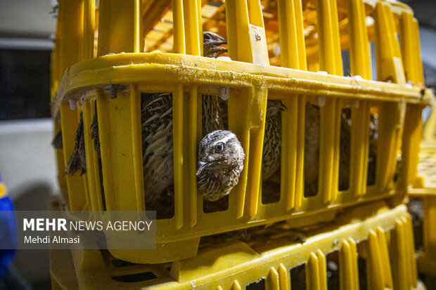 بازدید از کشتارگاه صنعتی طیور در زنجان