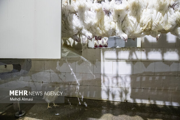 بازدید از کشتارگاه صنعتی طیور در زنجان