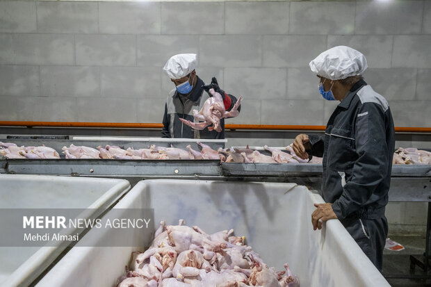 بازدید از کشتارگاه صنعتی طیور در زنجان