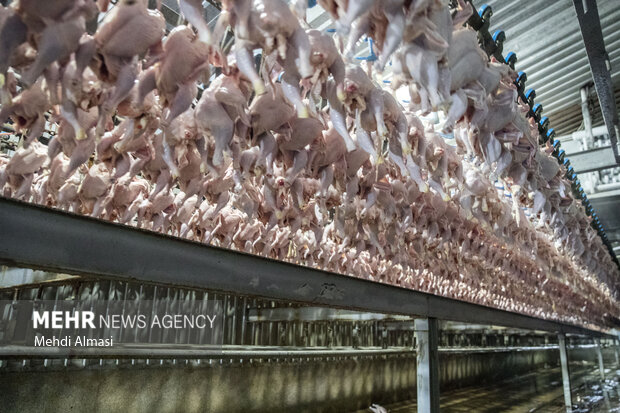 بررسی علل نابسامانی و افزایش بی سابقه قیمت مرغ در قم
