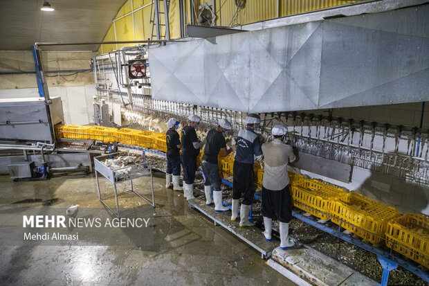 بازدید از کشتارگاه صنعتی طیور در زنجان