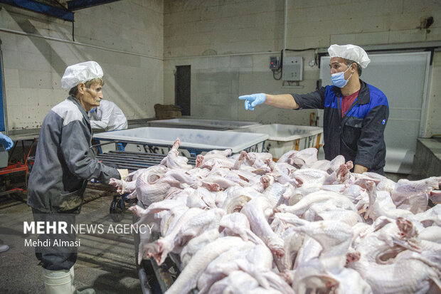 بازدید از کشتارگاه صنعتی طیور در زنجان