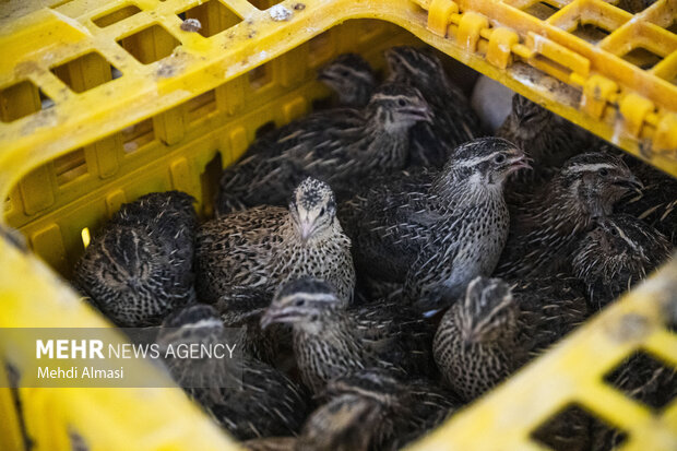 بازدید از کشتارگاه صنعتی طیور در زنجان