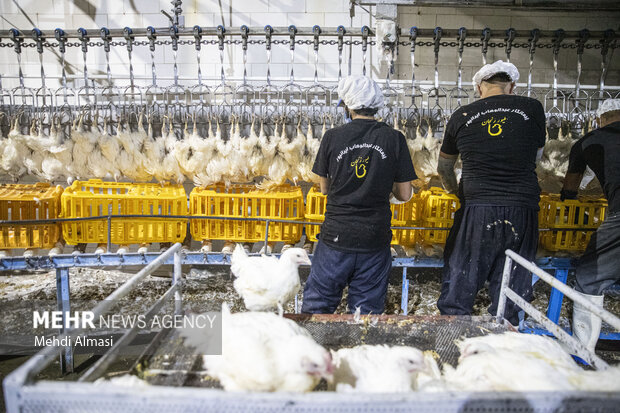 نظارت بر کشتارگاههای مرغ در تبریز در راستای تنظیم بازار