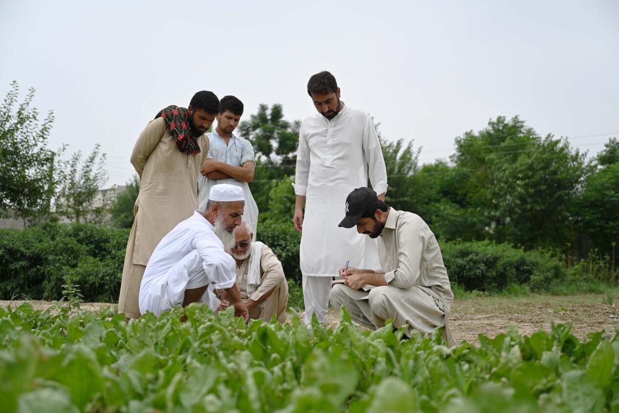 Farmers check on Chinese cauliflower seeds in Attock district of Pakistan's eastern Punjab province on Aug. 13, 2025. (Photo by Daniyal Khan Jadoon/Xinhua)