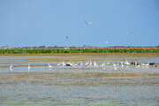 صدور سند ۱۶ تالاب به نام دولت