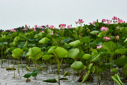 آقایی: بیش از ۲۰ هکتار از سیاه کیشم از گیاه سنبل آبی پاکسازی شد