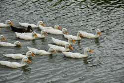 تلاقی حضور ۳ گروه پرندگان در تالاب های گیلان