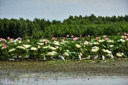 اقدامات اساسی و زیربنایی برای حفاظت از پهنه‌های آبی کشور