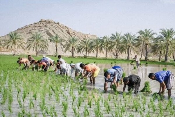 برداشت مکانیزه برنج از ۳۵۰ هکتار از شالیزار های شهرستان سرباز
