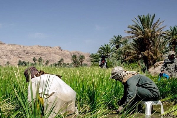 برداشت مکانیزه برنج از ۳۵۰ هکتار از شالیزار های شهرستان سرباز