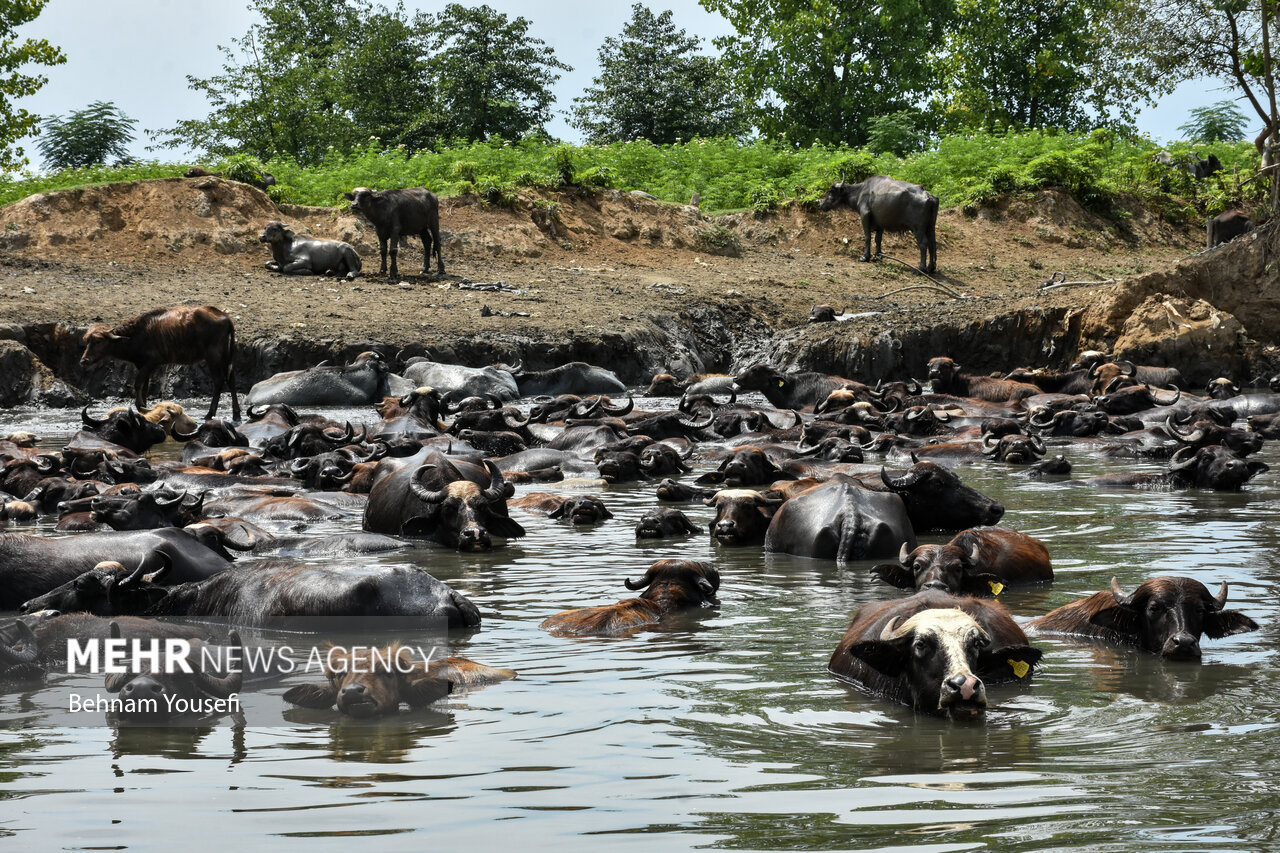 تالاب انزلی؛ چشماندازی تماشایی از طبیعت شمال ایران تالاب انزلی؛ چشماندازی تماشایی از طبیعت شمال ایران