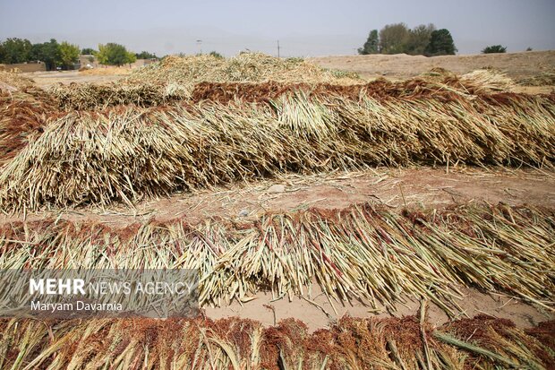 هنر سنتی جاروبافی در روستای ملاحسن