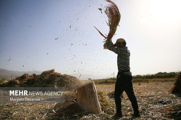 هنر سنتی جاروبافی در روستای ملاحسن