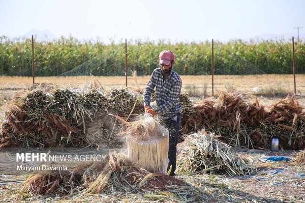 هنر سنتی جاروبافی در روستای ملاحسن