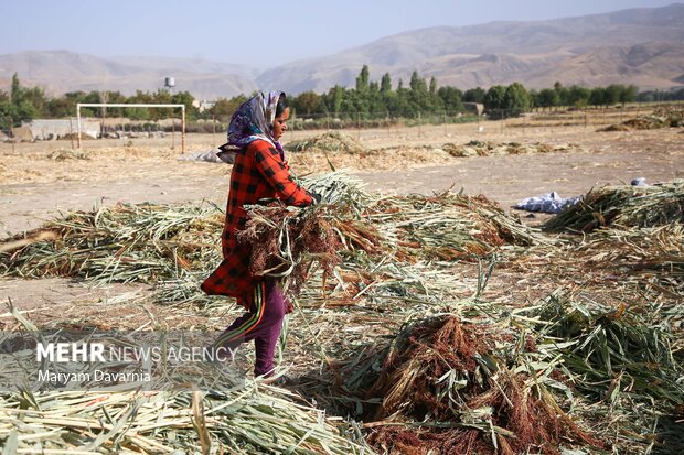 هنر سنتی جاروبافی در روستای ملاحسن