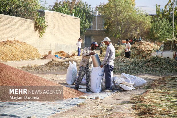 هنر سنتی جاروبافی در روستای ملاحسن