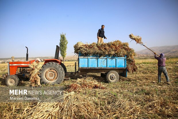 هنر سنتی جاروبافی در روستای ملاحسن