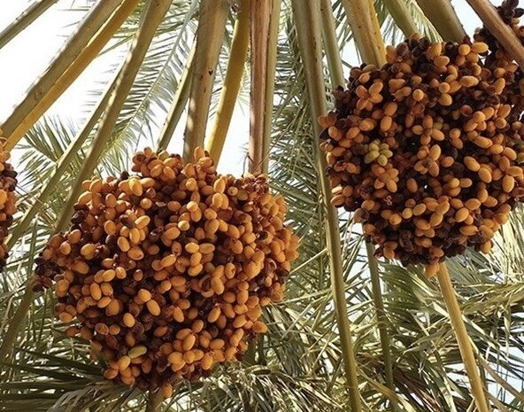 تولید ۲۰۰ هزارتن محصول از نخلستان‌های بوشهر؛ صنایع تبدیلی گسترش یابد