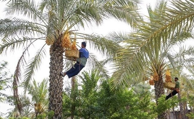 تولید ۲۰۰ هزارتن محصول از نخلستان‌های بوشهر؛ صنایع تبدیلی گسترش یابد
