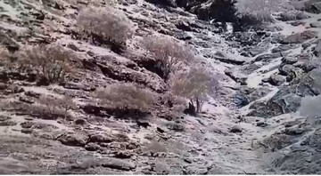 ثبت تصاویر دو قلاده پلنگ ایرانی در منطقه حفاظت شده سبزکوه