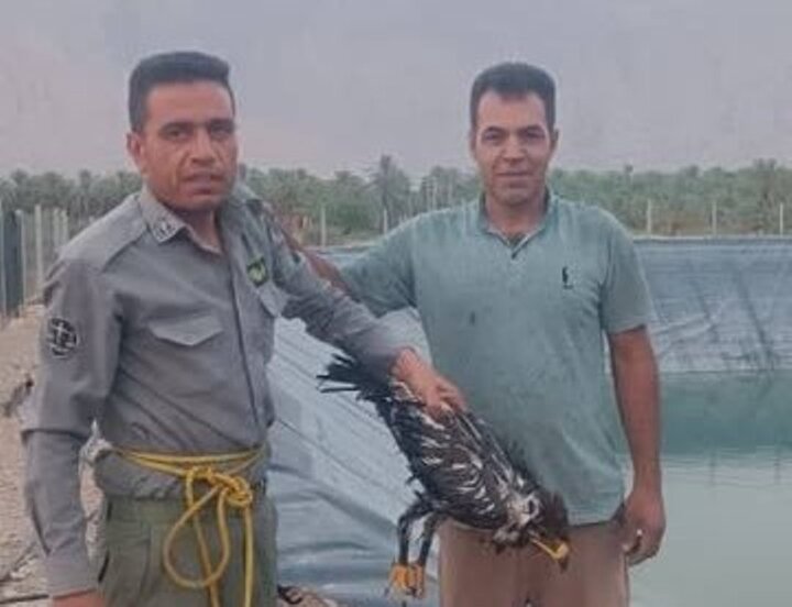 نجات پرنده شکاری در بخش بوشکان نجات پرنده شکاری در بخش بوشکان
