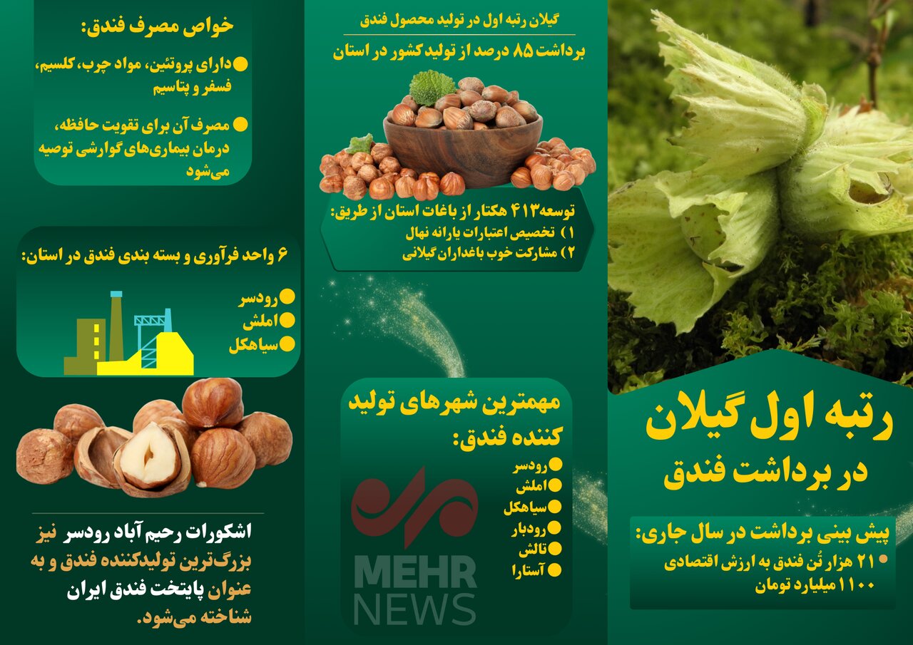 اینفوگرافیک| جزئیات برداشت فندق در گیلان