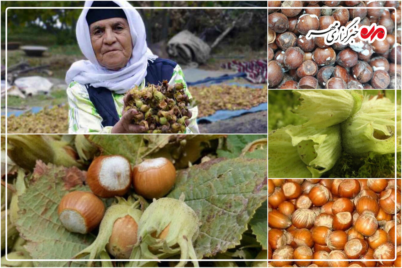 فندق اشکور؛ ظرفیتی راهبردی برای توسعه کشاورزی در شرق گیلان