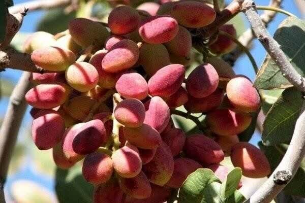 ورامین میزبان اولین جشنواره پسته با تمرکز بر زنجیره ارزش افزوده است