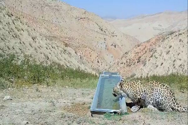 مشاهده و تصویربرداری از یک پلنگ در ارتفاعات فیروزکوه + فیلم