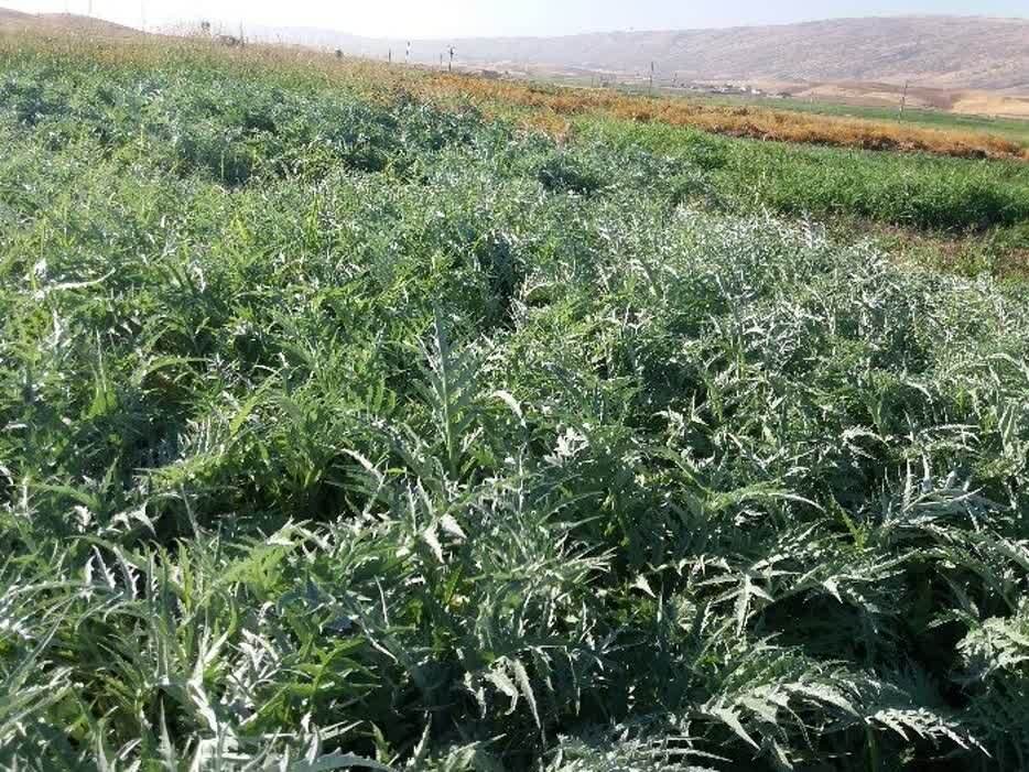 محدودیت تامین خوراک دام با استفاده از سیلاژ کنگر فرنگی برطرف می شود محدودیت تامین خوراک دام با استفاده از سیلاژ کنگر فرنگی برطرف می شود