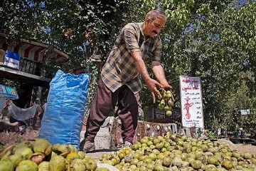 احمدپور: جنوب کرمان نیازمند تحول در برداشت و فرآوری گردو است