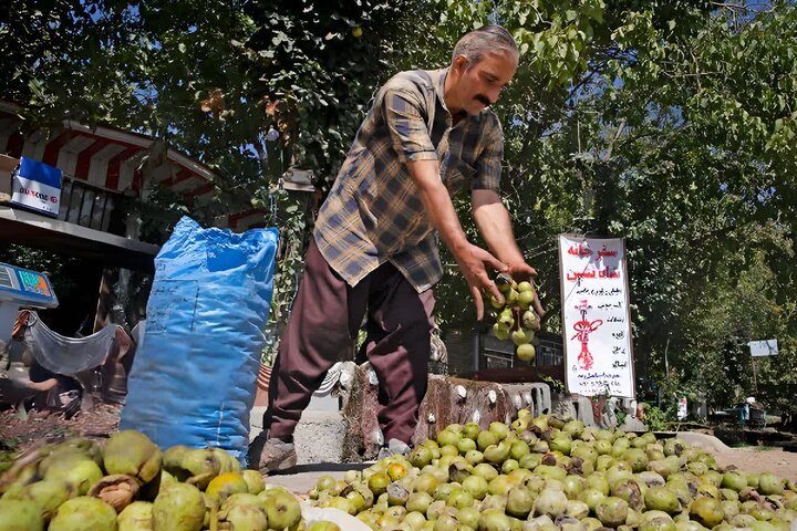 برداشت ۱۶ هزار تن گردو از باغستانهای کهگیلویه و بویراحمد برداشت ۱۶ هزار تن گردو از باغستانهای کهگیلویه و بویراحمد
