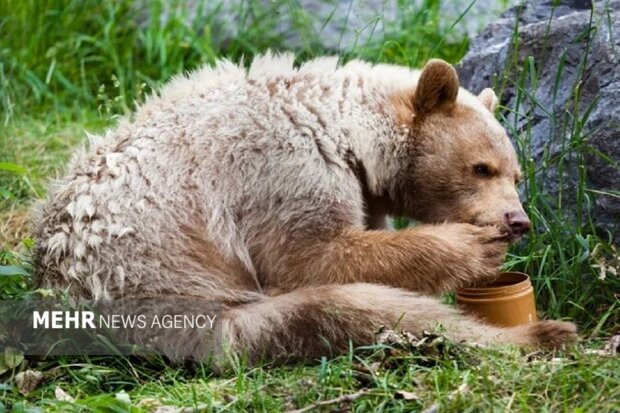 خرسها به کندوهای عسل دماوند حمله کردند؛ زنبورداران نگران آینده خرسها به کندوهای عسل دماوند حمله کردند؛ زنبورداران نگران آینده