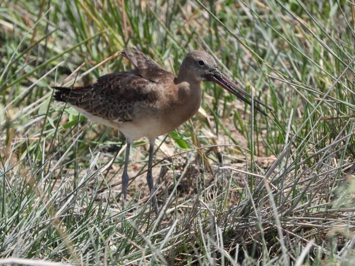 ورود نخستین گروه از پرندگان مهاجر زمستانگذران به تالاب گندمان ورود نخستین گروه از پرندگان مهاجر زمستانگذران به تالاب گندمان