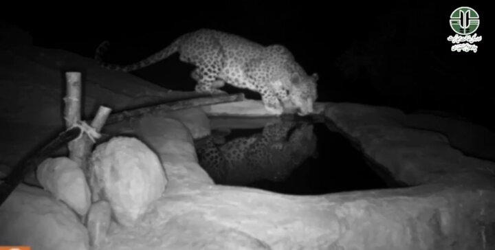 ثبت تصویر سه فرد پلنگ ایرانی در منطقه حفاظتشده سبزکوه ثبت تصویر سه فرد پلنگ ایرانی در منطقه حفاظتشده سبزکوه